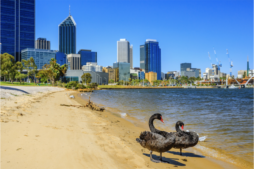 Perth skyline with swans 