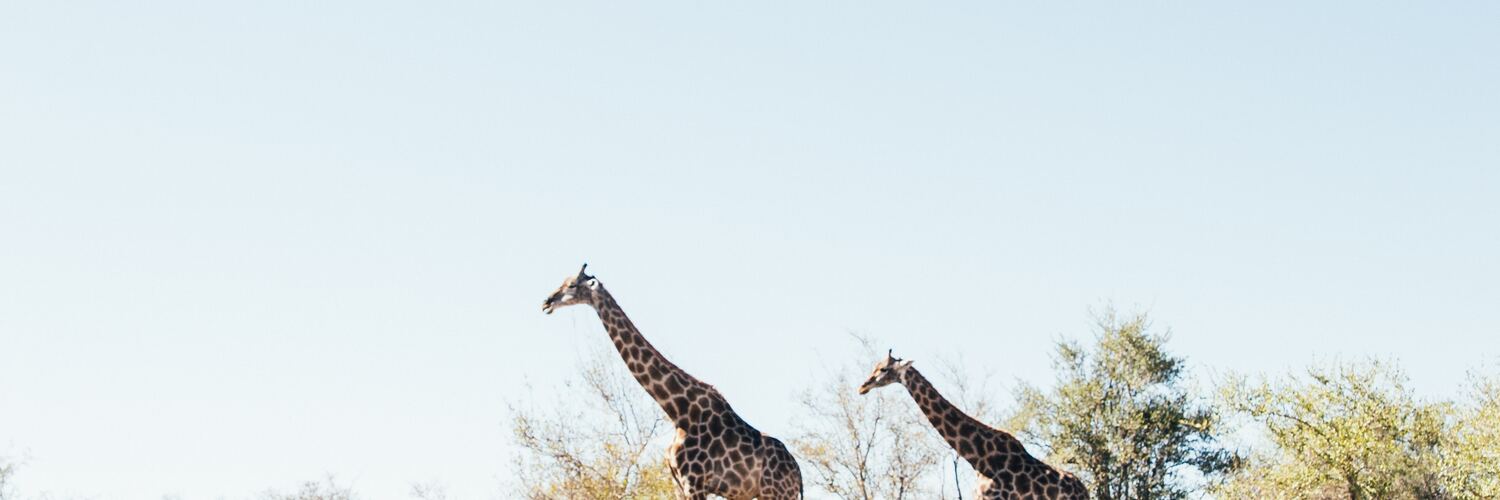 Giraffe 