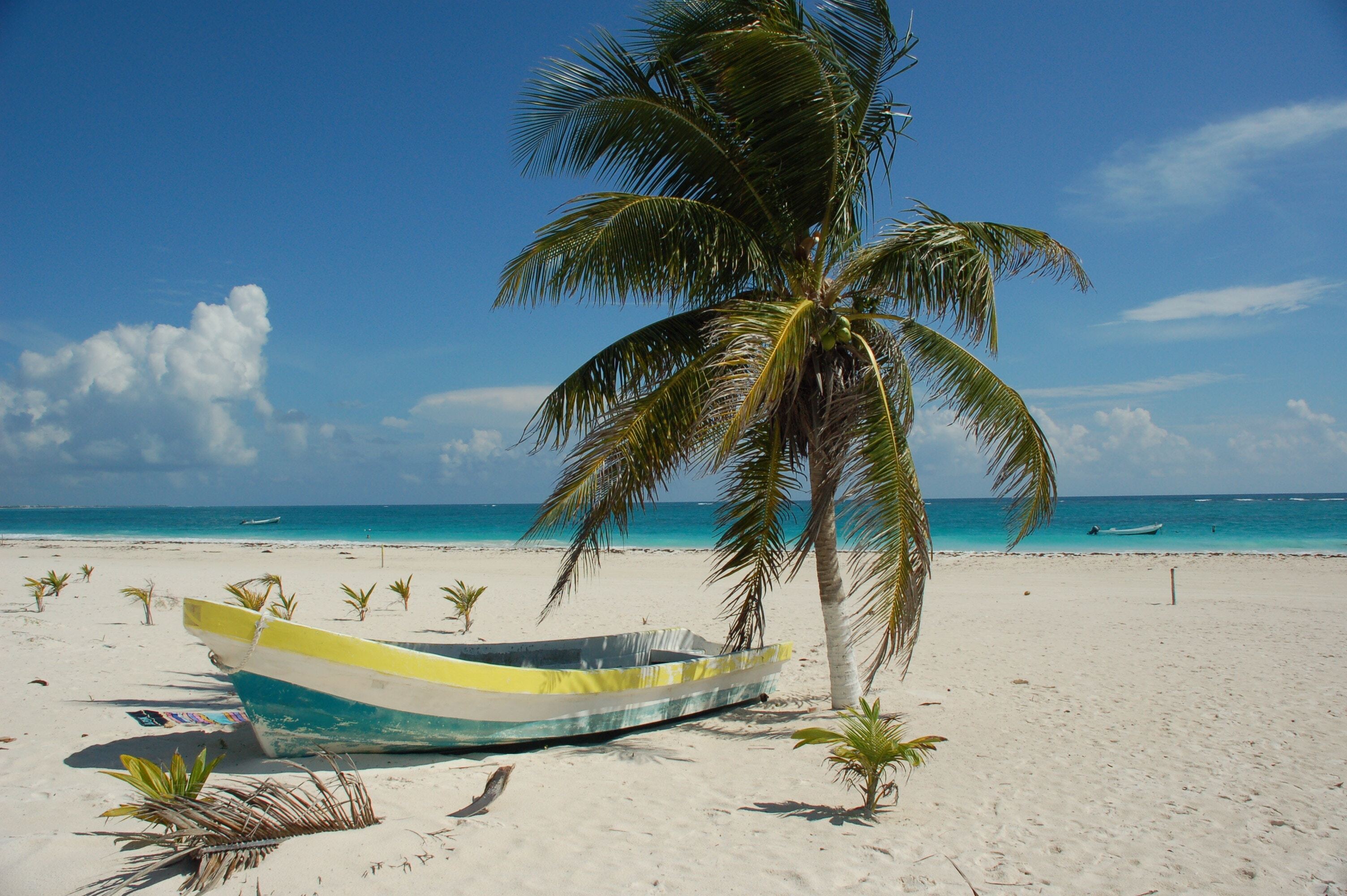 Palm tree and boat 